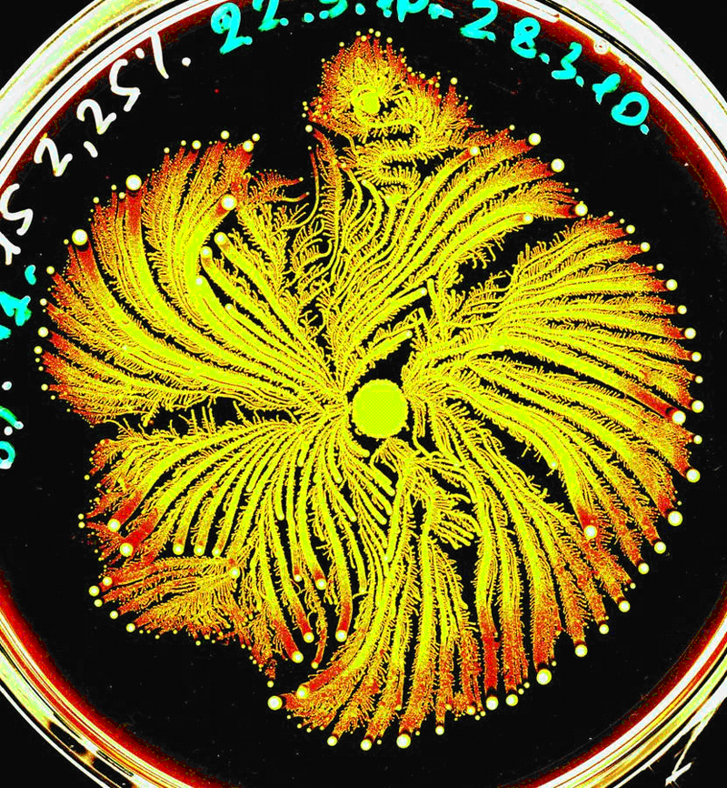 Illustration for article titled Incredible Photographs of Fractals Found in the Natural World